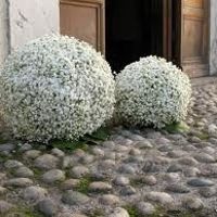 decorazione cheisa inverno