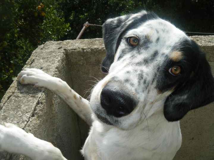 Le foto dei vostri animali - 1