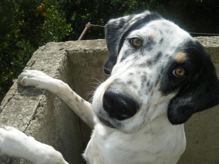 Le foto dei vostri animali - 1