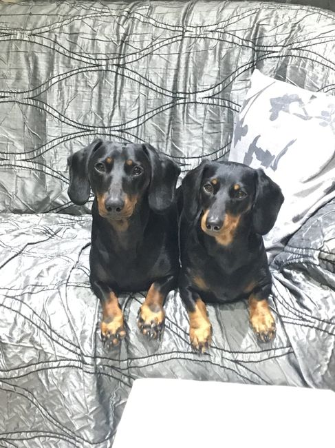 Collaboratori pelosi ❤️ - 1