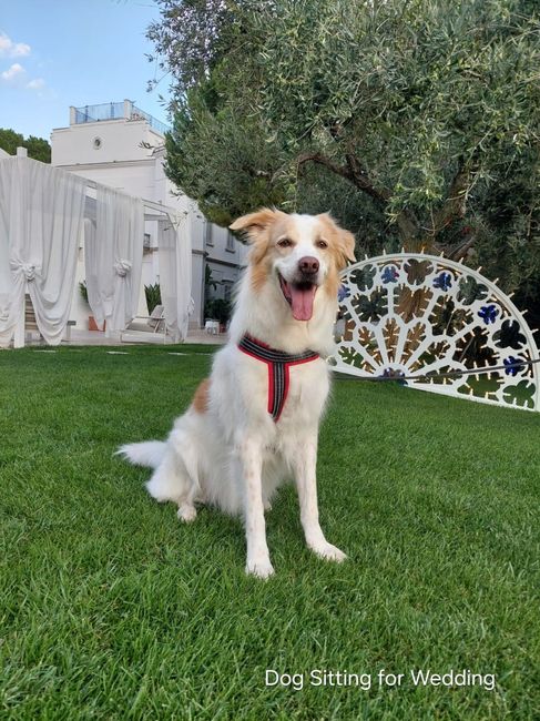 Animali al matrimonio 3