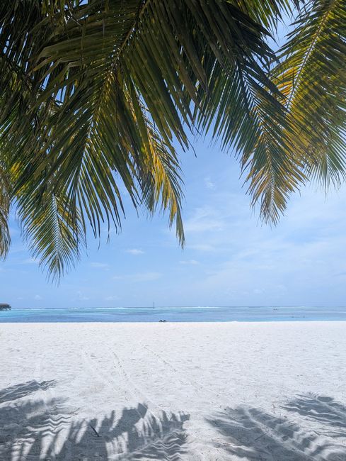 Consiglio resort Maldive 🌊☀️ 2