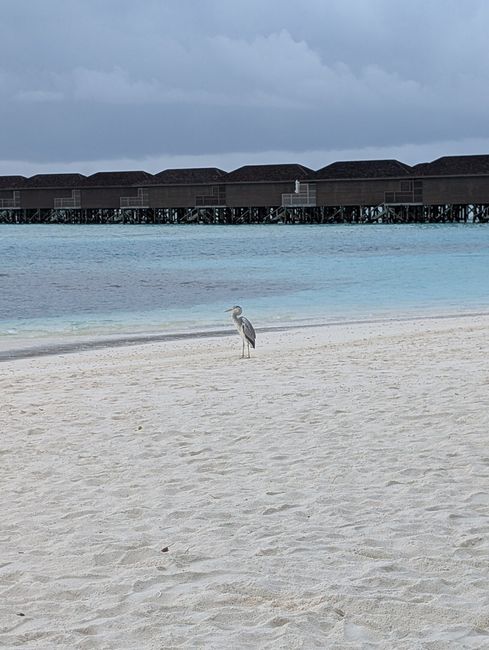 Consiglio resort Maldive 🌊☀️ 3