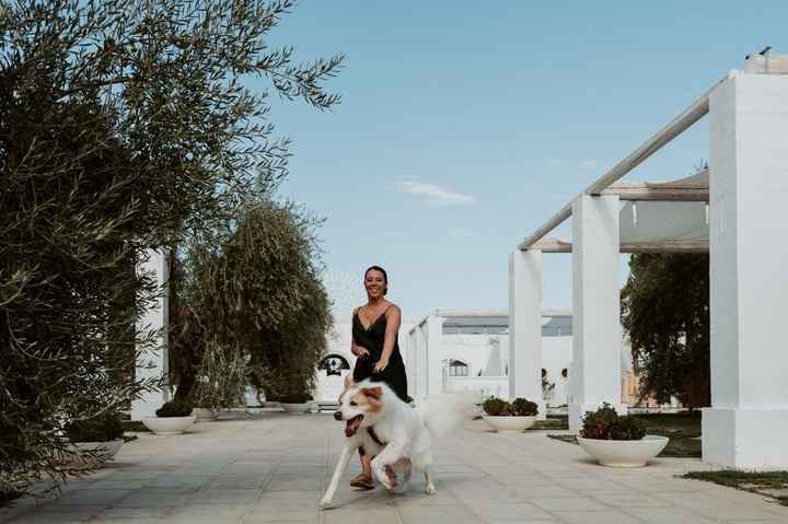 Animali al matrimonio - 1