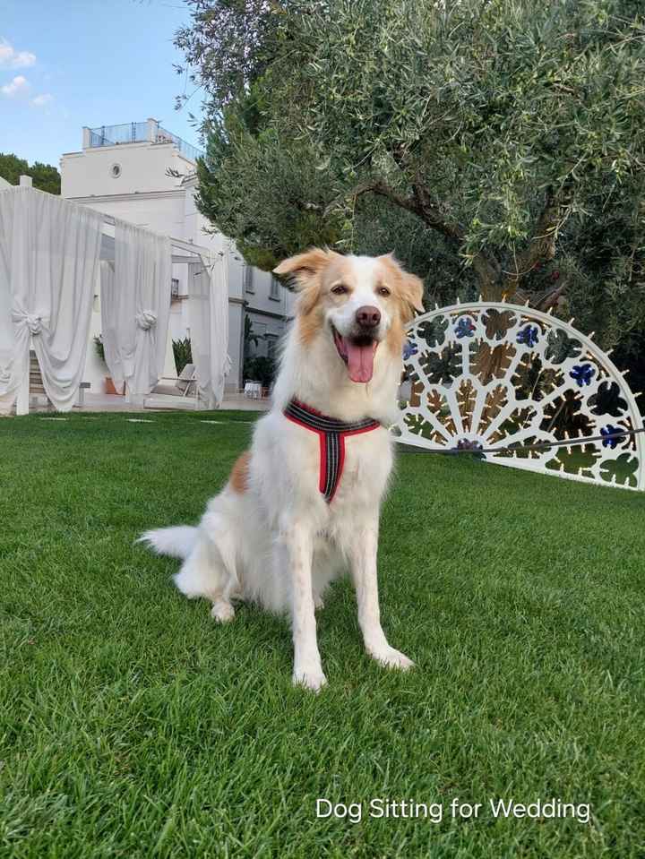 Animali al matrimonio - 2