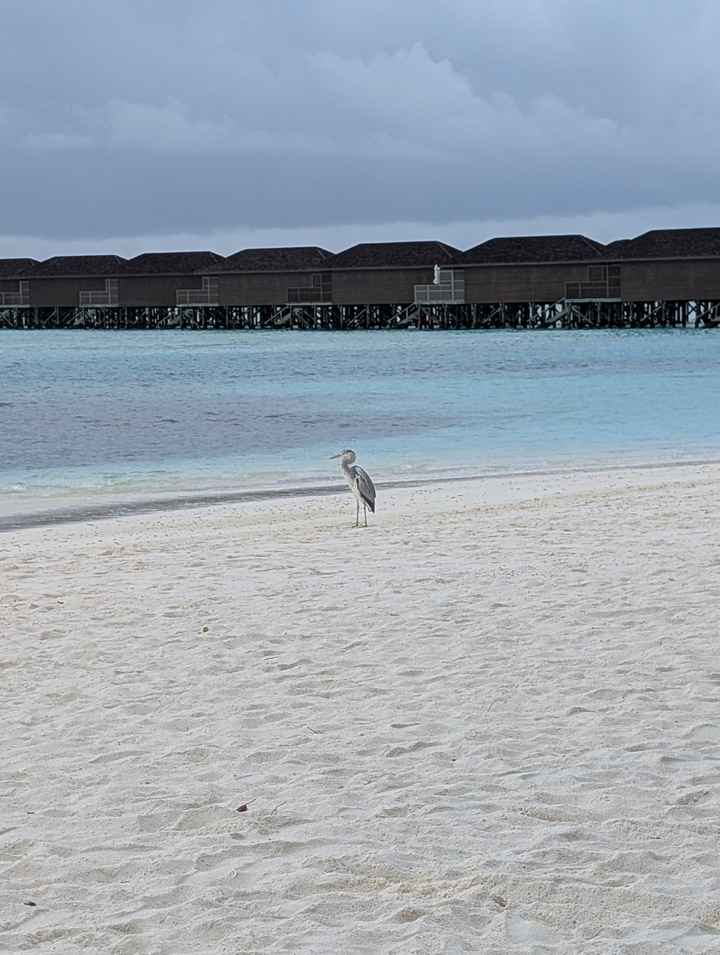 Consiglio resort Maldive 🌊☀️ - 3