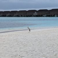 Consiglio resort Maldive 🌊☀️ - 3