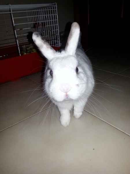 Le foto dei vostri animali - 1