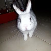 Le foto dei vostri animali - 1