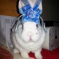 Le foto dei vostri animali - 1