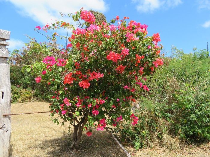 FIORI IN NUOVA CALEDONIA