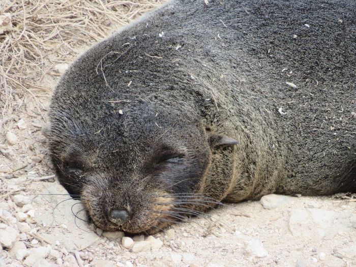 Seal Bay - Australia