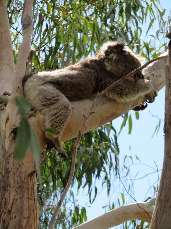 Luna di miele Australia e Nuova Caledonia