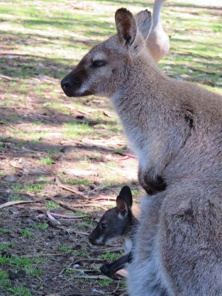 Luna di Miele - Isola dei Canguri (Australia)
