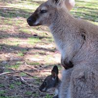 Luna di Miele - Isola dei Canguri (Australia)