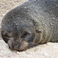 Seal Bay - Australia
