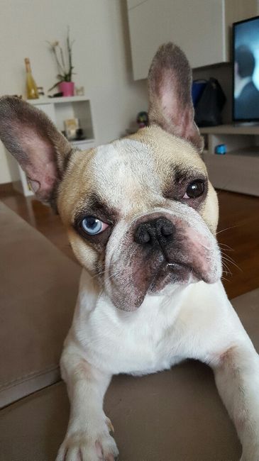 Cagnolina portafedi ^.^ - 1