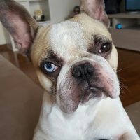 Cagnolina portafedi ^.^ - 1