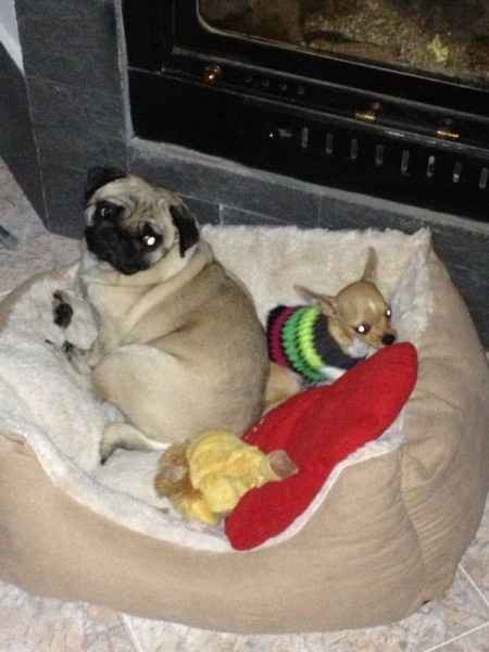 I cani la mia passione