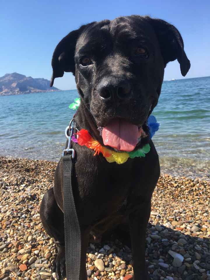 chi vi porta le Fedi? - 1