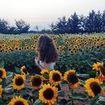 Rosanna