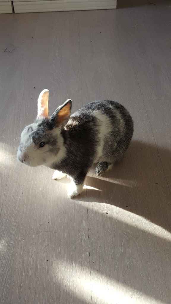 Vivere insieme ad...un animale domestico! - 1