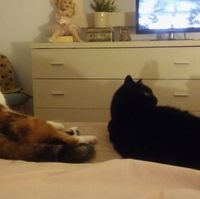 Noi e i nostri amici 4 zampe - 1