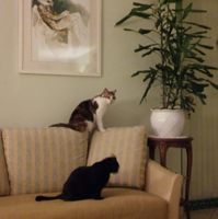 Foto con amici pelosi 😸🐶 - 1