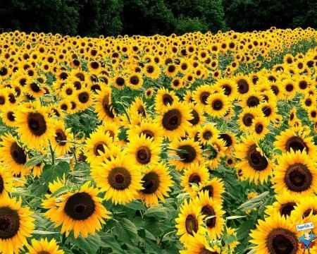 I girasoli