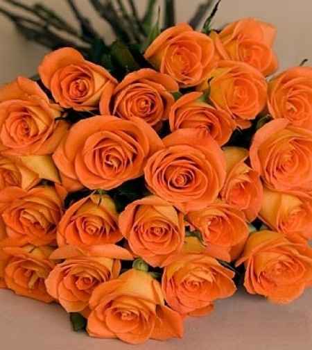 Rosa Arancione