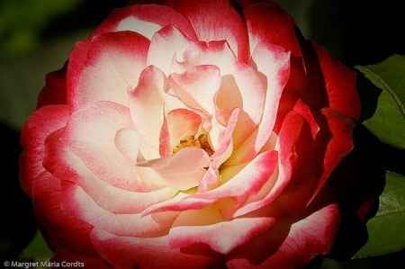Rosa petali sfumati