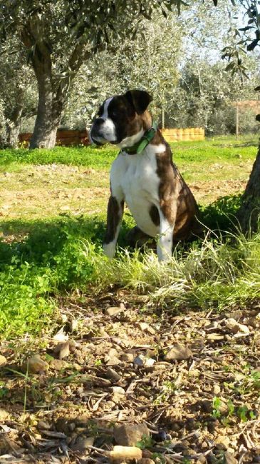  Vivere insieme ad...un animale domestico! - 1
