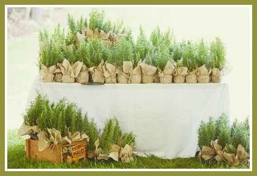Bomboniere con piante aromatiche, che ne dite? chi le ha mai fatte? - 2