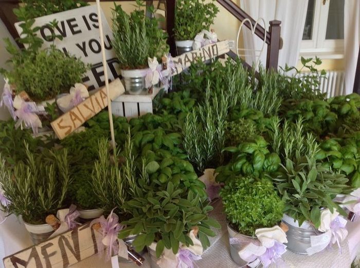 Bomboniere con piante aromatiche, che ne dite? chi le ha mai fatte? - 5