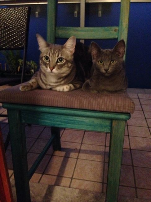 Come fare se.... - 1