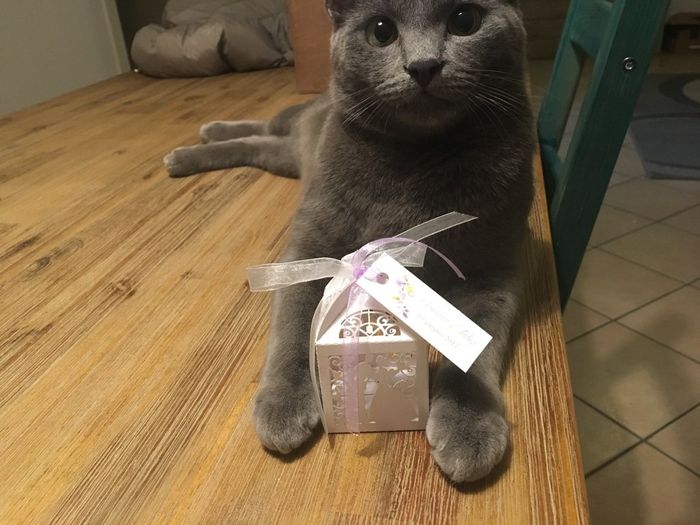 Portaconfetti amazon - 3