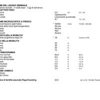  Risultato spermiogramma - 1