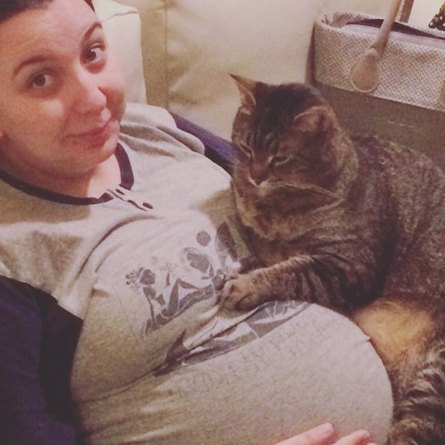 Secondo voi i gatti percepiscono la mia gravidanza? 2