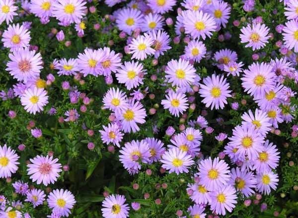 Aster
