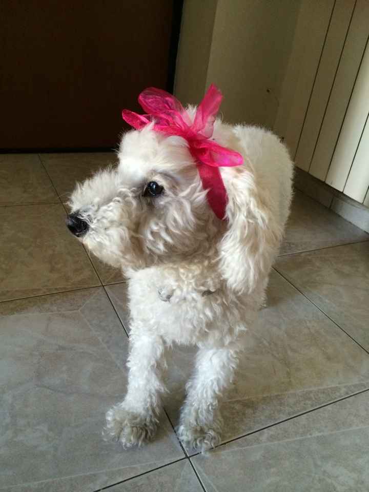 Le foto dei vostri animali - 1