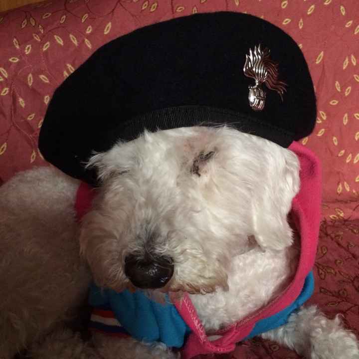 Le foto dei vostri animali - 2