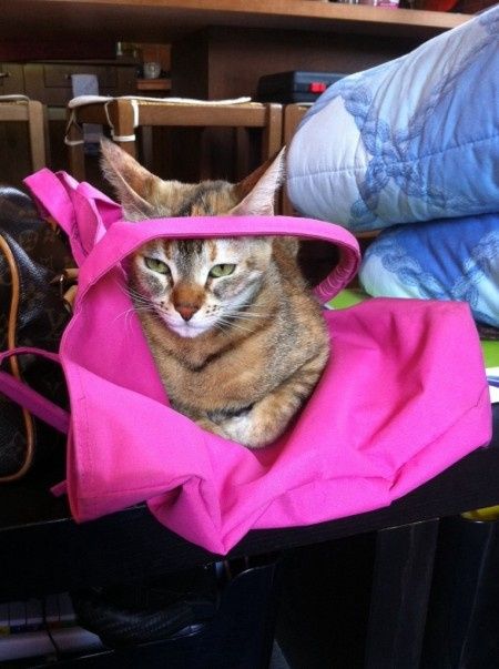 Too cute: i vostri amici animali - 1