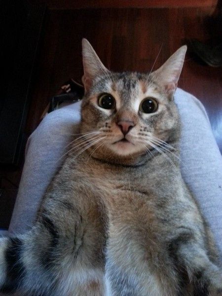 Oggi vi presento i nostri "mimmi" :) - 1