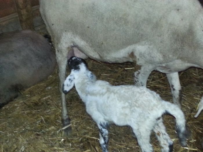 Too cute: i vostri amici animali - 3