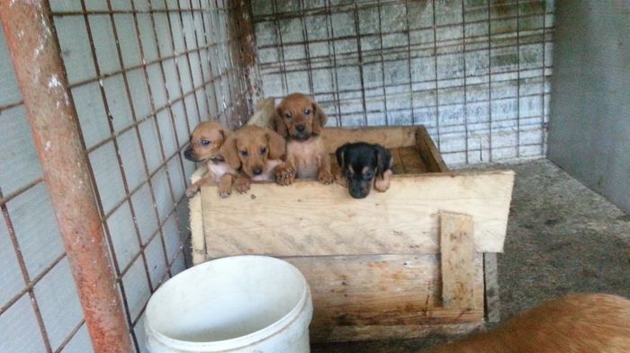 Too cute: i vostri amici animali - 4