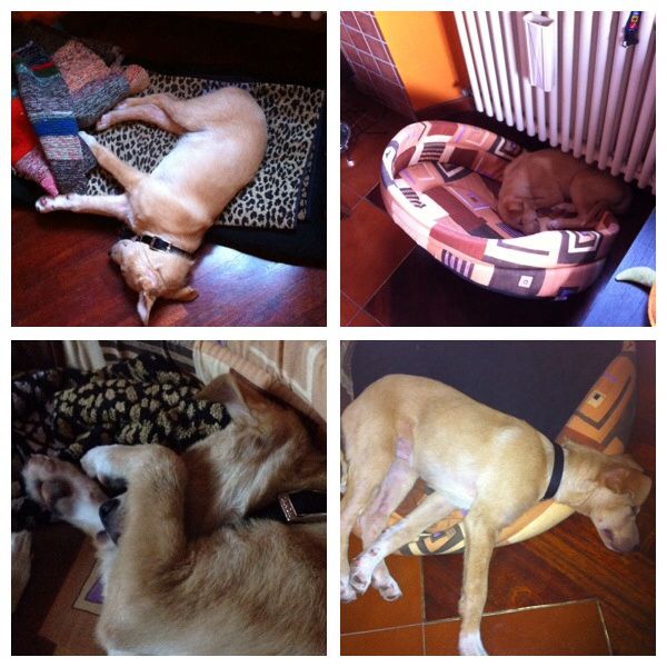 I nostri cuccioli!!! - 2