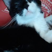 amici animali - 1