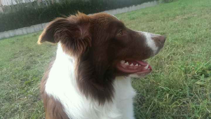 Cuccioli di casa... - 1