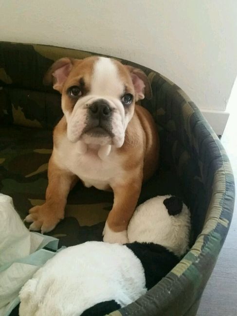 Too cute: i vostri amici animali - 1