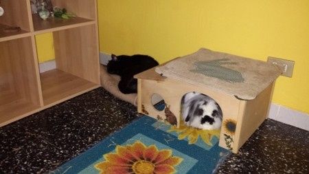 Raccolta di foto con i nostri animali - 6